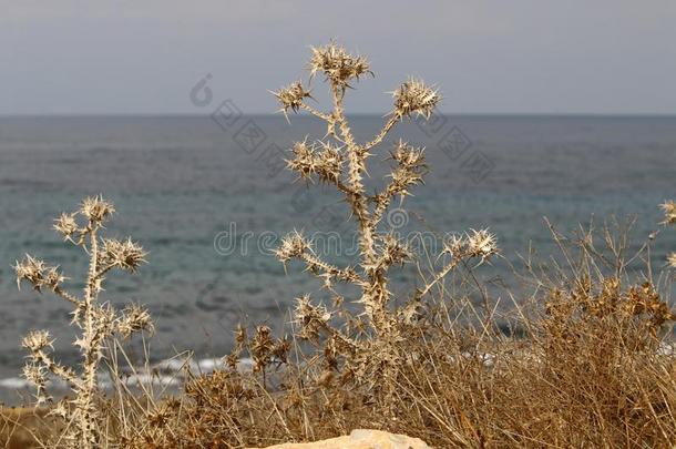 秋植物和花采用北方的以色列