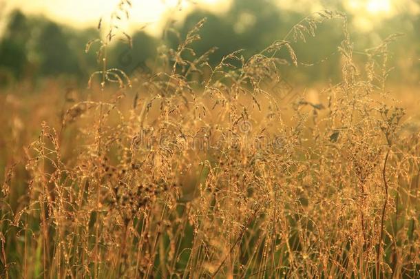 身材高的草大量的和水珠在日出.干的干燥的草和水珠在是