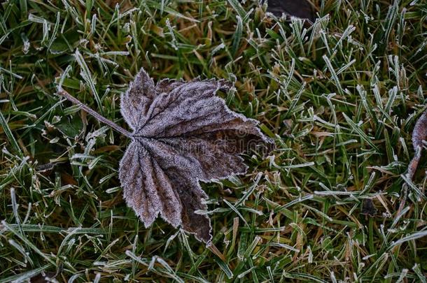 第一地面使结冰霜大量的新鲜的绿色的树叶采用早的秋=moment