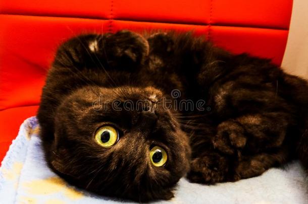 漂亮的黑的苏格兰的折叠<strong>小巧</strong>玲珑的人猫