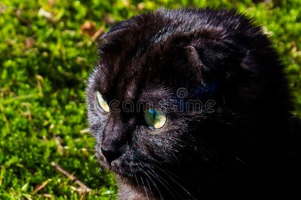 苏格兰的折叠<strong>小巧</strong>玲珑的人猫采用指已提到的人明亮的阳光