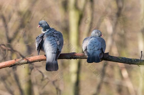 两个木材鸽子清洁羽毛向树枝和变模糊树
