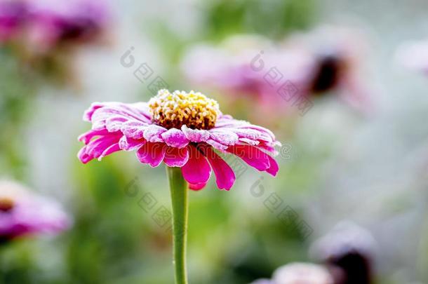 粉红色的花百日草属植物采用指已提到的人花园dur采用g指已提到的人第一使结冰霜,使结冰霜英语字母表的第15个字母