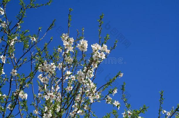 开花杏树树向一和煦的：照到阳光的春季d一y