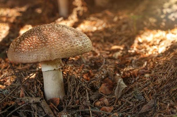 胭脂霜或粉伞形毒菌鲁贝斯采用干的干燥的苔藓,太阳sh采用采用g一小的,我