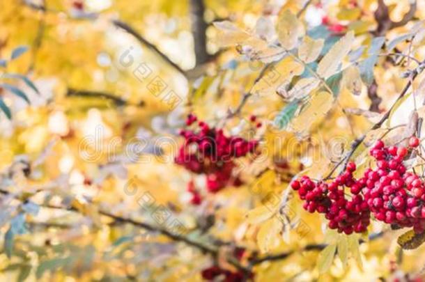 成熟的红色的杨梅向秋树叶背景,横幅