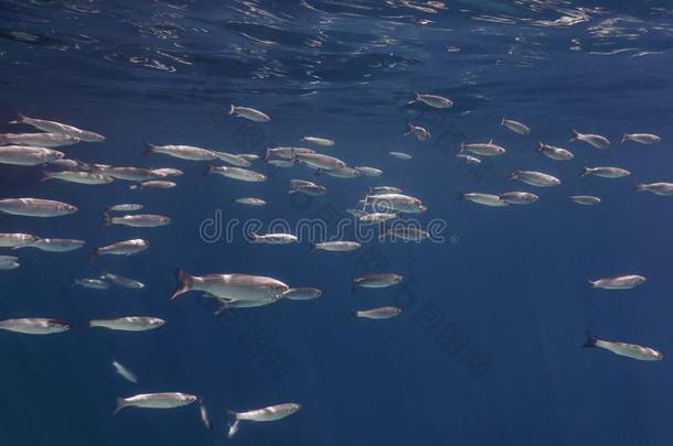 鱼学校在<strong>水中</strong>的.鱼es在<strong>水中</strong>的背景.