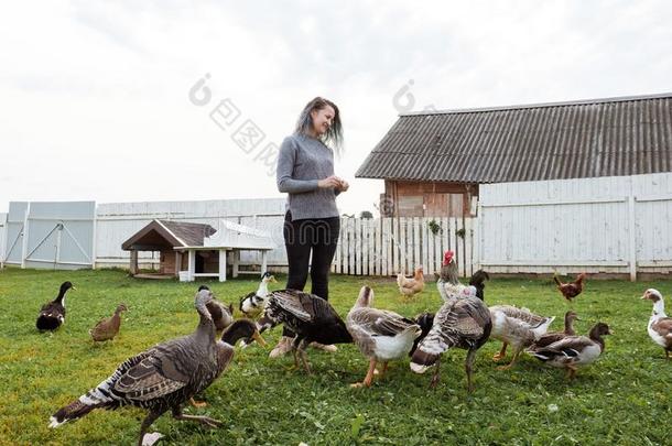 一年幼的女孩喂养家庭的鸟,鸭,母鸡,goose的复数形式,火鸡我