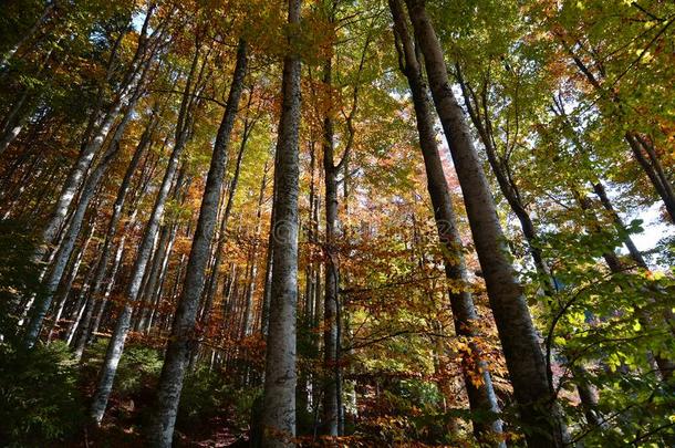美丽的身材高的有色的树关于秋