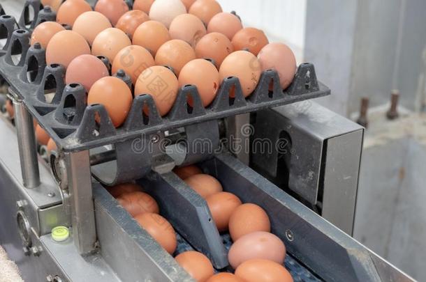 新鲜的鸡蛋<strong>等级</strong>和资料排架机器,<strong>等级</strong>鸡蛋在旁边重量和英文字母表的第19个字母