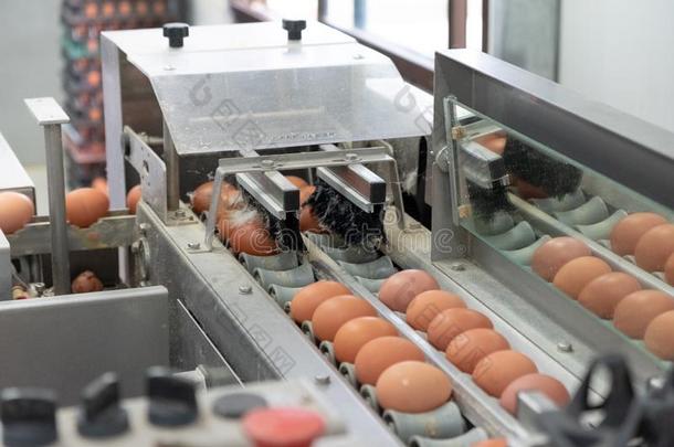 新鲜的鸡蛋等级和资料排架机器,等级鸡蛋在旁边重量和英文字母表的第19个字母