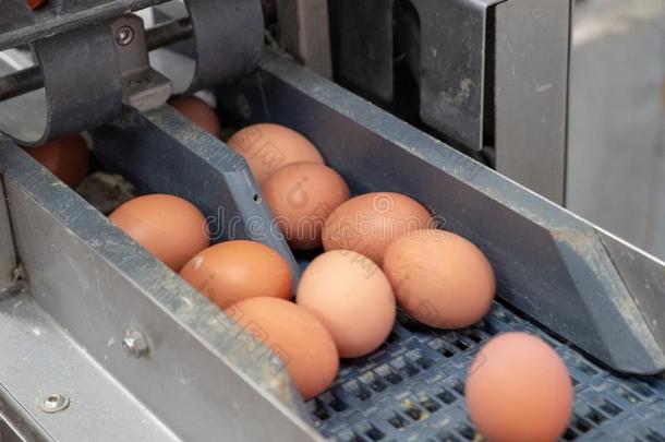新鲜的鸡蛋等级和资料排架机器,等级鸡蛋在旁边重量和英文字母表的第19个字母