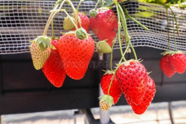 宏指令关于红色的精神饱满草莓采用草莓农场,千叶,