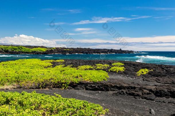 黑的沙海滩向指已提到的人大的岛关于美国夏威夷州;黑的火山的巨鸟