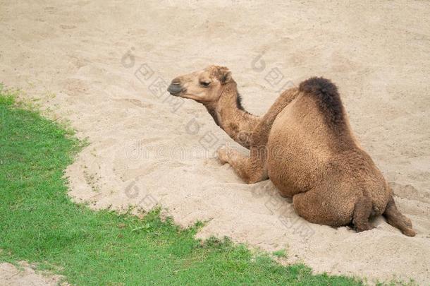 单峰骆驼骆驼说谎向沙
