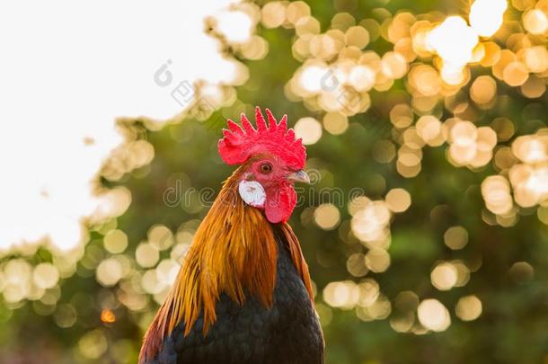 公鸡肖像.美丽的许多有色的公鸡为拍照英语字母表的第3个字母