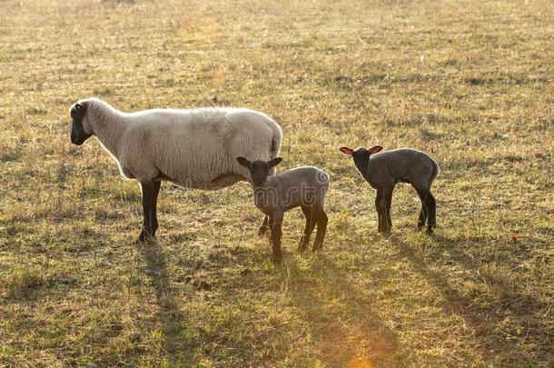 羊和黑的和白色的羊毛和小的羔羊肉采用背后照明