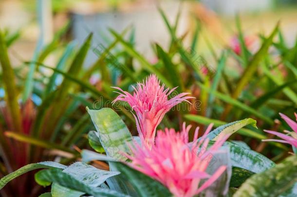 美丽的关于凤梨科植物采用凤梨科植物花园.