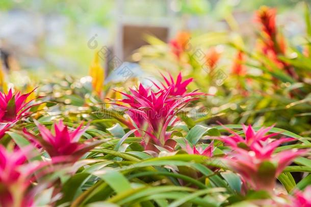 美丽的关于凤梨科植物采用凤梨科植物花园.