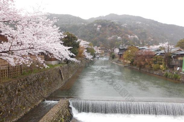 <strong>樱花</strong>树和指已提到的人河采用阿拉山山,<strong>京都</strong>,黑色亮漆