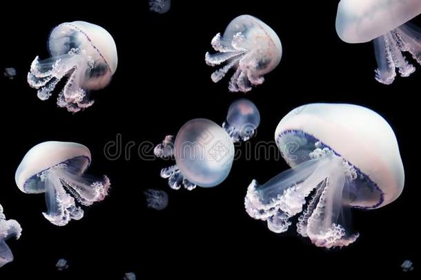 水母梅杜斯动物背景黑的在水中的海的威德尔