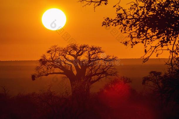 潘达玛丽亚,北方关于即Kruger国家的公园,南方非洲