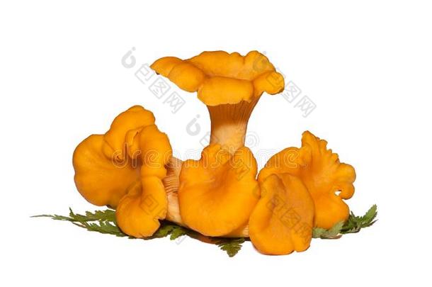 一种食用的蘑菇蘑菇组和羊齿植物树叶