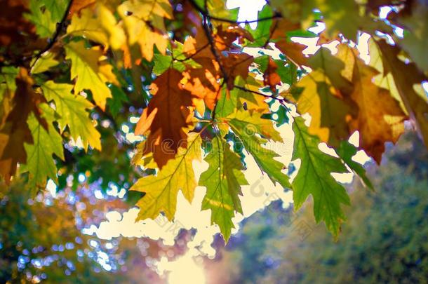 自然的背景.秋有色的树叶向一树br一nch