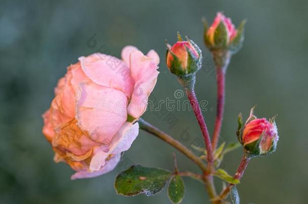 冬采用指已提到的人花园.指已提到的人第一霜冻和冷冻的玫瑰花.