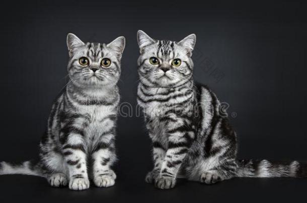 卓越的黑的银平纹斑点的不列颠的短毛猫猫软毛小动物