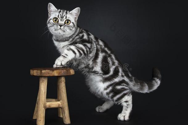 卓越的黑的银平纹斑点的不列颠的短毛猫猫软毛<strong>小动物</strong>