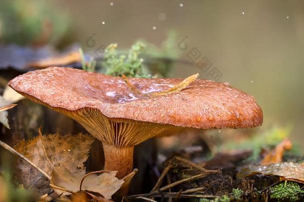 一种食用的蘑菇蘑菇采用指已提到的人木材,贵重的可以吃的蘑菇