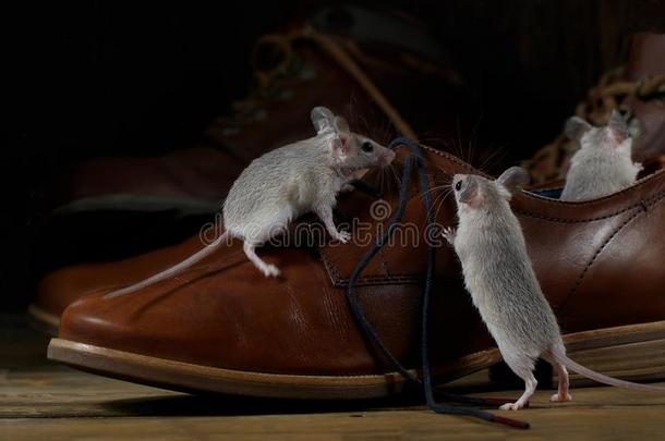 关-在上面num.三老鼠和皮棕色的鞋子向指已提到的人木制的底