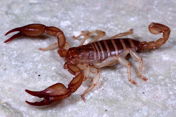 欧洲的蝎子Euscorpius卡帕西克氏吸虫坎迪奥塔