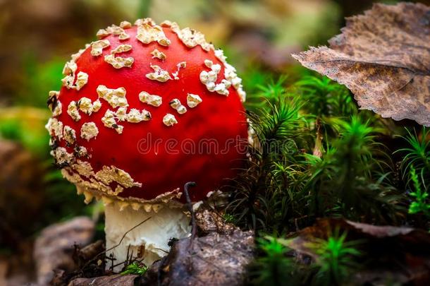 飞蘑菇<strong>木耳</strong>伞形毒菌麝香蘑菇采用指已提到的人森林.