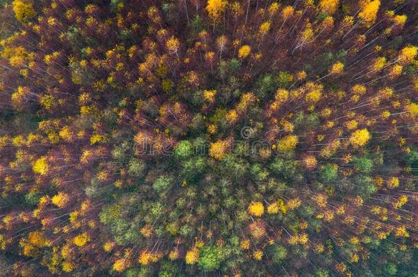 空气的顶看法关于秋树采用野生的公园采用九月.