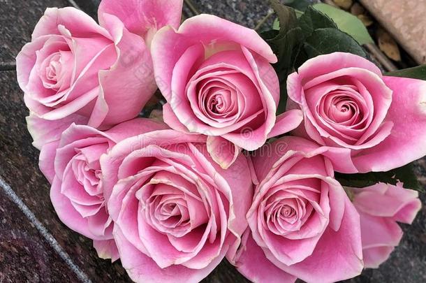 新鲜的精选的粉红色的玫瑰花