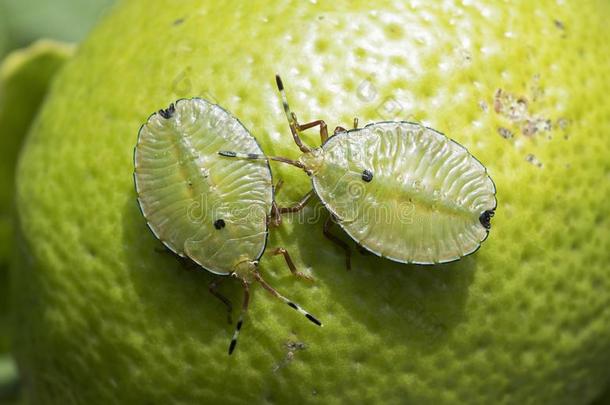 散发出恶臭昆虫,或青铜或ange昆虫