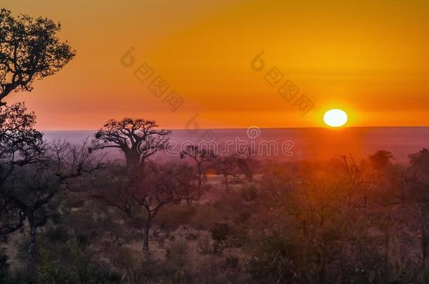 潘达玛丽亚,北方关于即Kruger国家的公园,南方非洲