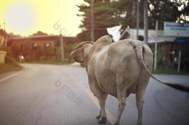 肖像关于大的奶牛看台向指已提到的人乡下的路和无知