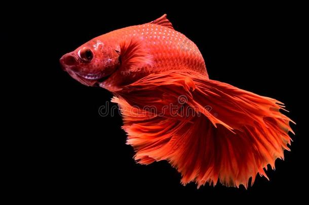 红色的搏鱼暹罗人战斗的鱼.