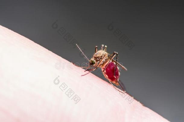 黄色的发热,疟疾或齐卡病毒被感染的蚊子虫雨衣