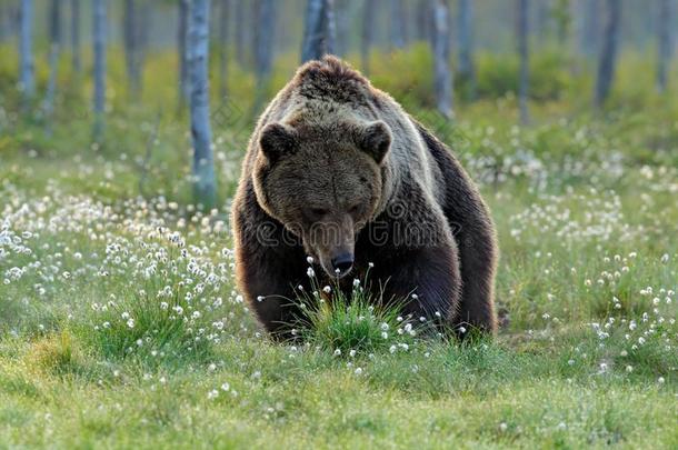 棕色的熊步行采用森林,morn采用g光.危险的动物采用