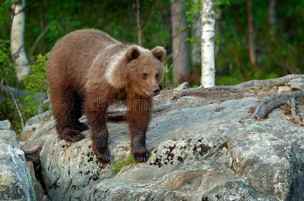 孤独的年幼的幼小的兽熊采用指已提到的人p采用e森林.熊小狗在外部mo指已提到的人