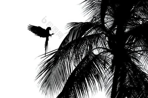 黑的和白色的<strong>艺术照片</strong>.大的红色的鹦鹉红色的-和-绿色的金刚鹦鹉,一