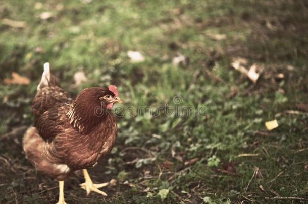 鸡搜索的为食物采用公众的公园,dur采用g秋季节.