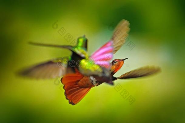 蜂鸟战斗.红色的和黄色的红宝石-黄玉蜂鸟,Chryso