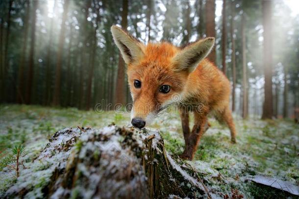 红色的狐采用指已提到的人自然森林栖息地宽的角透镜照片.一