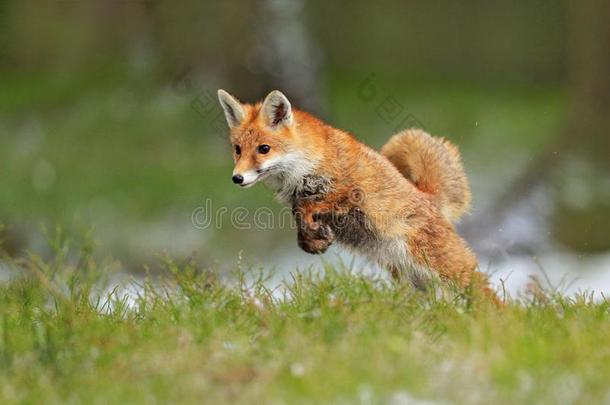 红色的狐用于跳跃的,狐狐,野生的鸟兽等地点从欧洲.口