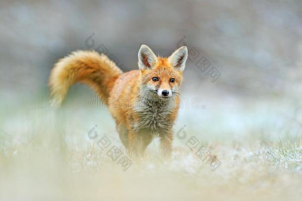红色的狐用于跳跃的,狐狐,野生的鸟兽等地点从欧洲.口